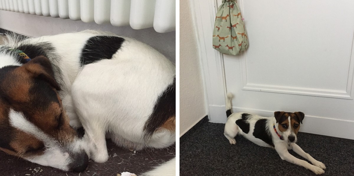 Bürohund Jussi
